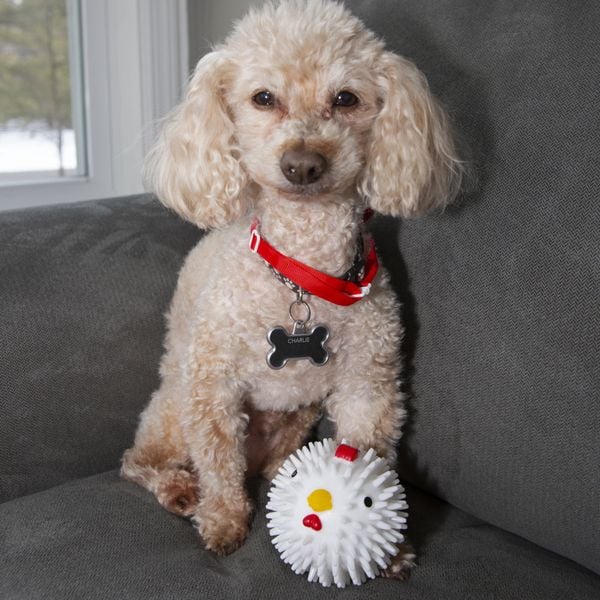Produktbild: Chicken Dog Ball