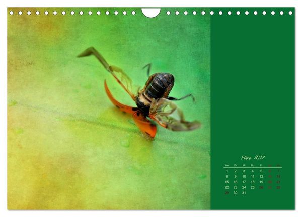 Produktbild: Kalenderspr&uuml;che (Wandkalender 2027 DIN A4 quer), CALVENDO Monatskalender