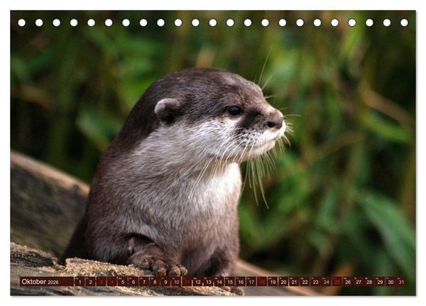Produktbild: Otter. Frech, laut und clever (Tischkalender 2026 DIN A5 quer), CALVENDO Monatskalender