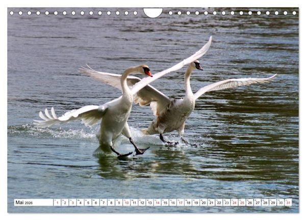 Produktbild: Elegante Schw&auml;ne (Wandkalender 2026 DIN A4 quer), CALVENDO Monatskalender