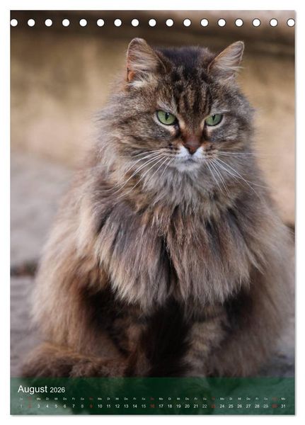 Produktbild: KATZEN AUGEN BLICKE (Tischkalender 2026 DIN A5 hoch), CALVENDO Monatskalender