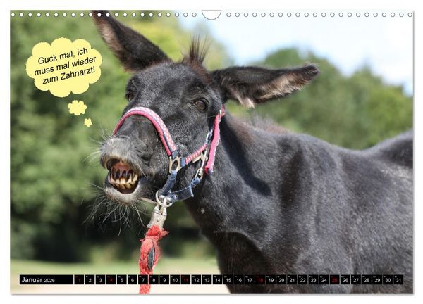 Produktbild: Wenn Tiere sprechen k&ouml;nnten! Der lustige Spr&uuml;che Kalender (Wandkalender 2026 DIN A3 quer), CALVENDO Monatskalender