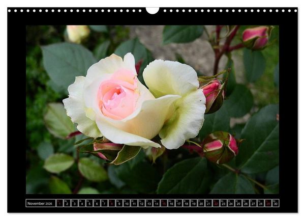 Produktbild: Im Duft der Rosen (Wandkalender 2026 DIN A3 quer), CALVENDO Monatskalender