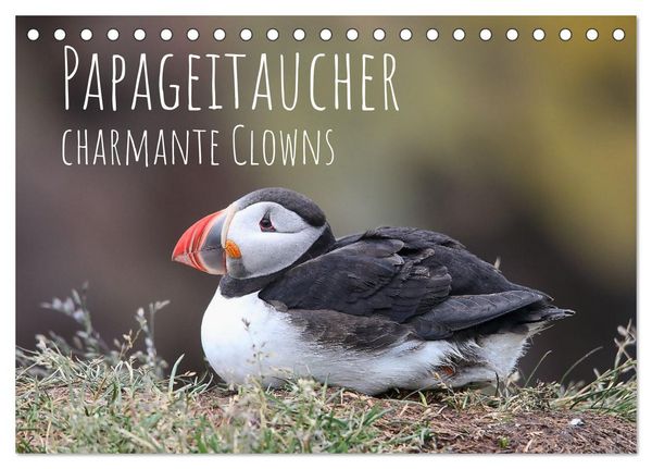 Papageitaucher - charmante Clowns (Tischkalender 2026 DIN A5 quer), CALVENDO Monatskalender