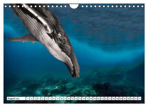 Produktbild: Wale und Delfine - Intelligente Meeress&auml;uger (Wandkalender 2026 DIN A4 quer), CALVENDO Monatskalender