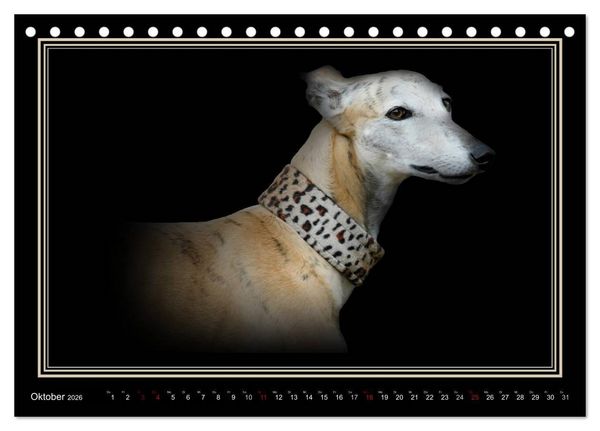 Produktbild: Galgo Espa&ntilde;ol 2026- Der spanische Windhund (Tischkalender 2026 DIN A5 quer), CALVENDO Monatskalender