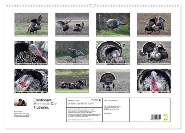 Produktbild: Emotionale Momente: Der Truthahn. (Wandkalender 2026 DIN A2 quer), CALVENDO Monatskalender