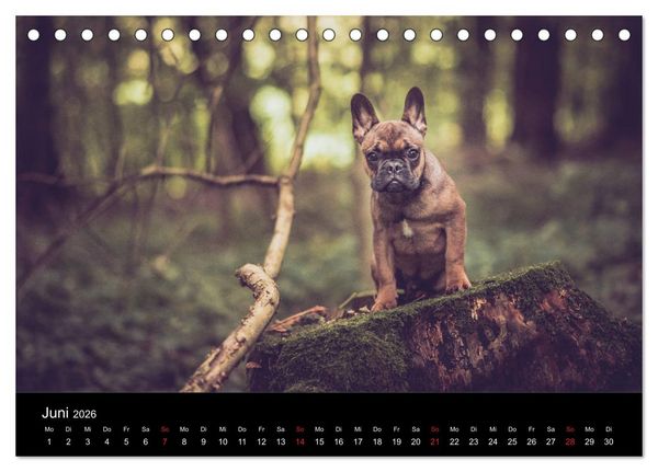 Produktbild: French Bulldog aktiv, verspielt, sportlich (Tischkalender 2026 DIN A5 quer), CALVENDO Monatskalender