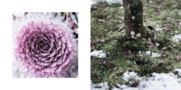 Produktbild: The Magic of Japanese Zen Gardens