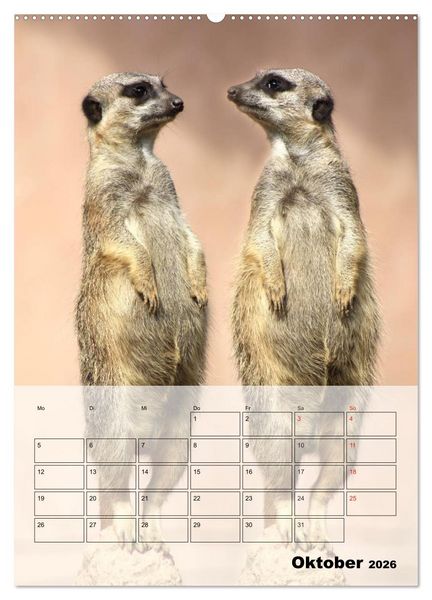 Produktbild: Erdm&auml;nnchen - Afrikas liebenswerte Zwerge (Wandkalender 2026 DIN A2 hoch), CALVENDO Monatskalender