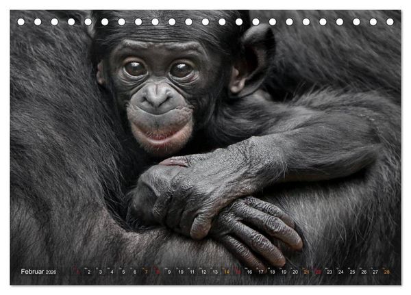 Produktbild: MENSCHENAFFENKINDER 2 (Tischkalender 2026 DIN A5 quer), CALVENDO Monatskalender
