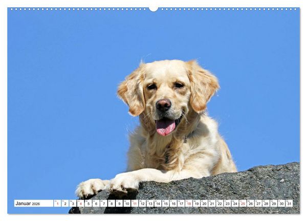 Produktbild: Golden Retriever ein treuer Begleiter (Wandkalender 2026 DIN A2 quer), CALVENDO Monatskalender