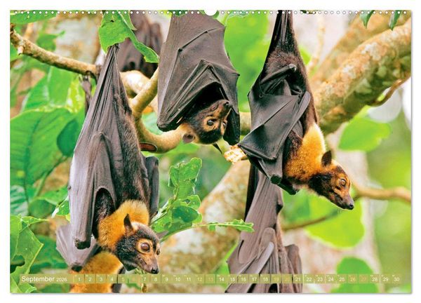 Produktbild: Flughunde: Vegetarische Drachenflieger (hochwertiger Premium Wandkalender 2026 DIN A2 quer), Kunstdruck in Hochglanz