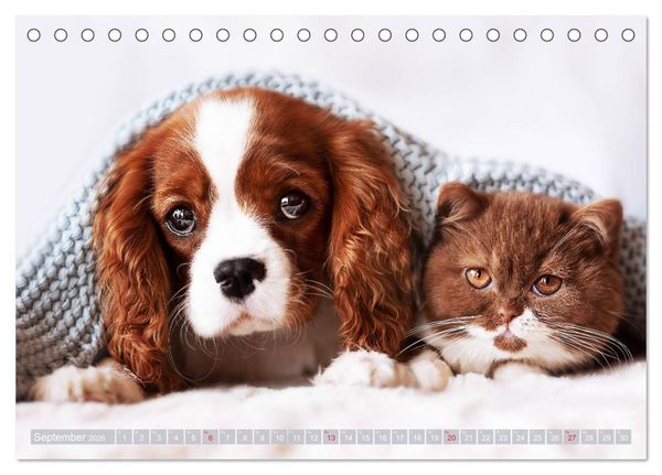 Produktbild: Der Welpenkalender - Cavalier King Charles Spaniel (Tischkalender 2026 DIN A5 quer), CALVENDO Monatskalender