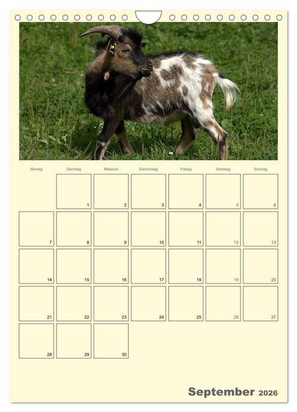 Produktbild: Zwergziegen (Wandkalender 2026 DIN A4 hoch), CALVENDO Monatskalender