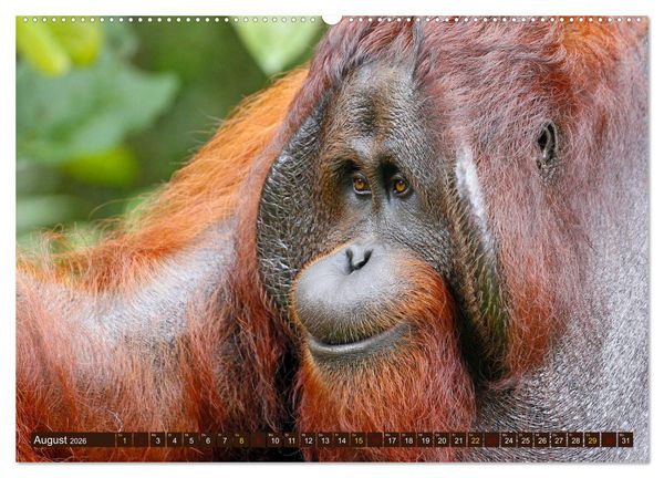 Produktbild: Waldmenschen - Orang Utans auf Borneo (Wandkalender 2026 DIN A2 quer), CALVENDO Monatskalender