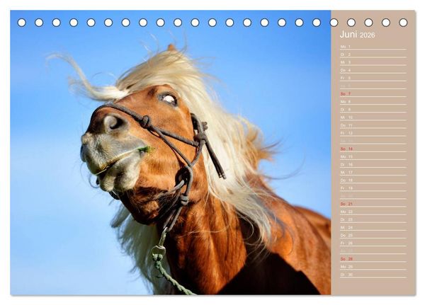 Produktbild: Haflinger / Geburtstagskalender (Tischkalender 2026 DIN A5 quer), CALVENDO Monatskalender