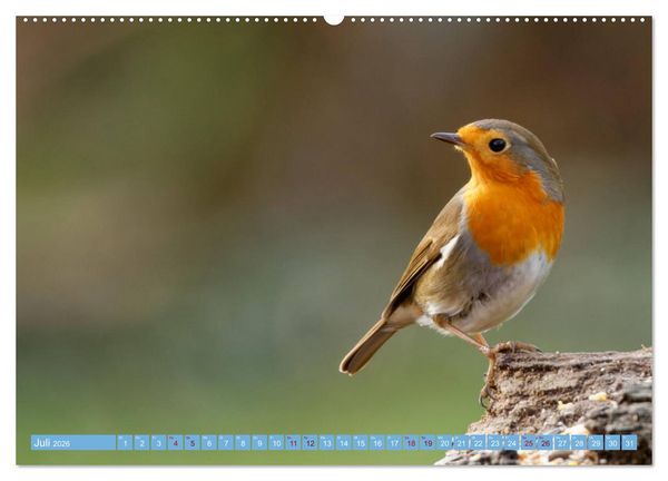 Produktbild: Rotkehlchen - Fotografiert von Ostfriesenfotografie (hochwertiger Premium Wandkalender 2026 DIN A2 quer), Kunstdruck in Hochglanz