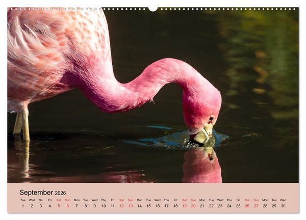 Produktbild: Just Flamingos (High Quality Premium Wall Calendar 2026 DIN A2 landscape),CALVENDO 12 Month Wall Calendar