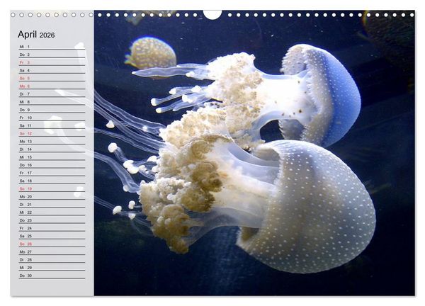 Produktbild: Quallen. Die Welt der Medusen (Wandkalender 2026 DIN A3 quer), CALVENDO Monatskalender