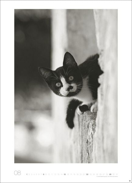 Produktbild: Cats Edition Kalender 2027