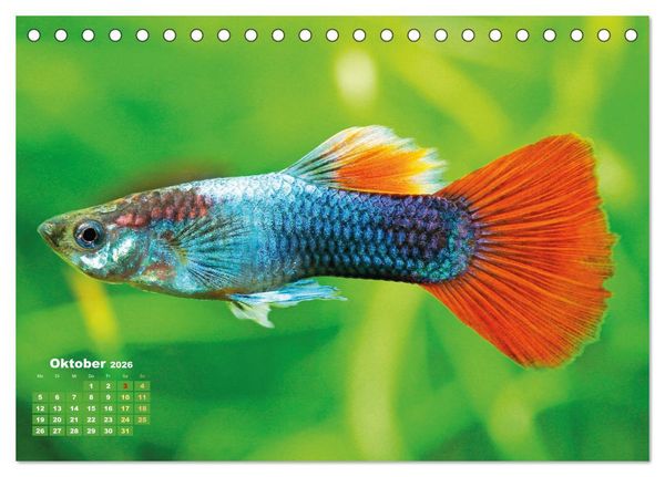 Produktbild: Glanz im Aquarium: S&uuml;&szlig;wasserfische (Tischkalender 2026 DIN A5 quer), CALVENDO Monatskalender
