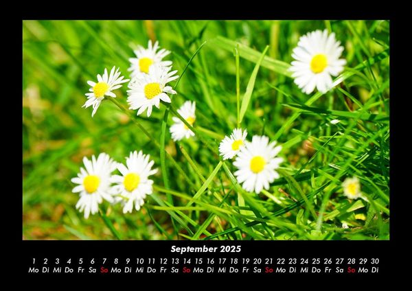 Produktbild: Pflanzen und Bl&uuml;ten 2025 Fotokalender DIN A3