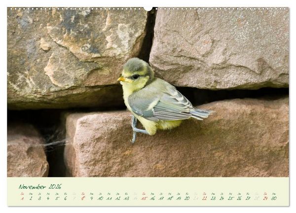 Produktbild: Elternzeit - das Familienleben der Blaumeisen (Wandkalender 2026 DIN A2 quer), CALVENDO Monatskalender