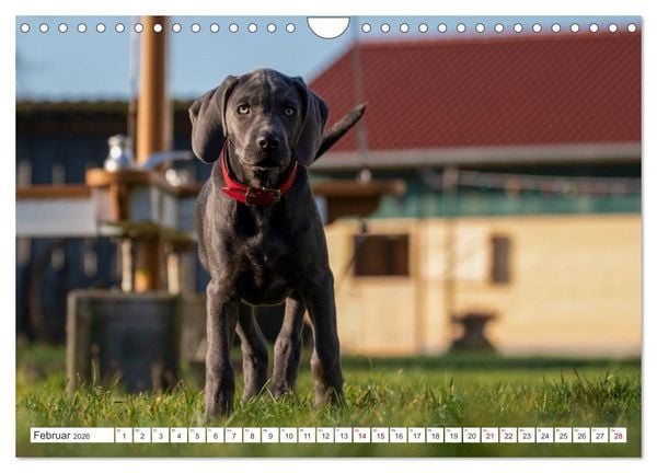 Produktbild: Weimaraner-Labrador (Wandkalender 2026 DIN A4 quer), CALVENDO Monatskalender