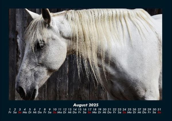 Produktbild: Pferde Kalender 2025 Fotokalender DIN A4
