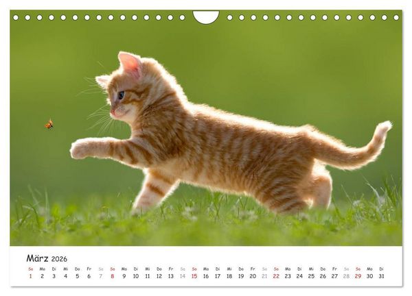 Produktbild: K&auml;tzchen 2026 (Wandkalender 2026 DIN A4 quer), CALVENDO Monatskalender