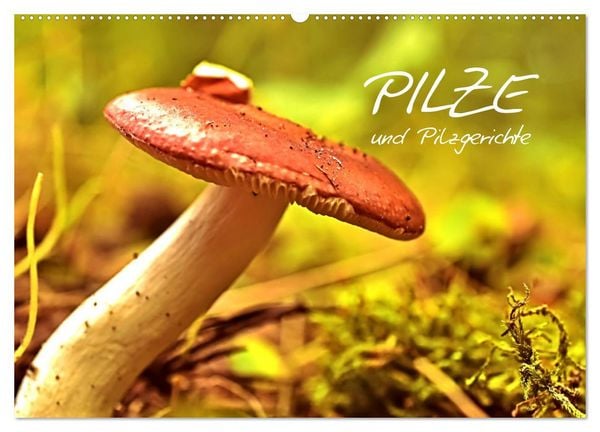 Produktbild: Pilze und Pilzgerichte (Wandkalender 2026 DIN A2 quer), CALVENDO Monatskalender