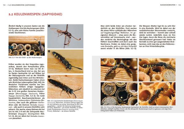 Produktbild: Wildbienen haben es auch nicht leicht
