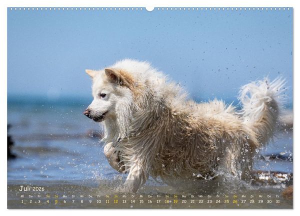 Produktbild: Mein isl&auml;ndischer Wasserhund (Wandkalender 2026 DIN A2 quer), CALVENDO Monatskalender