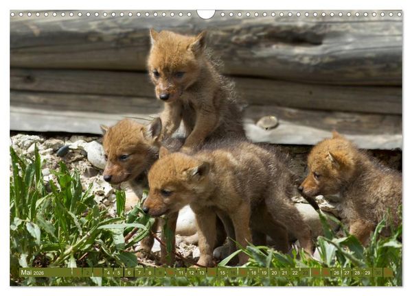 Produktbild: B&auml;r, Wolf und Co - Tiere Nordamerikas (Wandkalender 2026 DIN A3 quer), CALVENDO Monatskalender