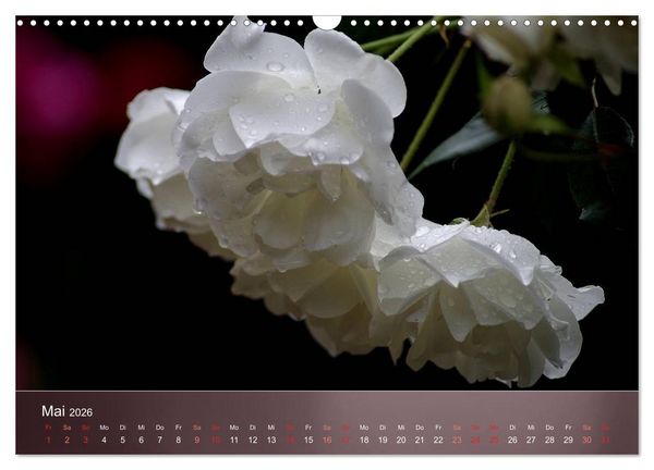 Produktbild: Zarte Sch&ouml;nheiten - Rosen (Wandkalender 2026 DIN A3 quer), CALVENDO Monatskalender