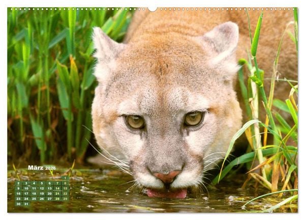 Produktbild: Puma: Auf leisen Pfoten (hochwertiger Premium Wandkalender 2026 DIN A2 quer), Kunstdruck in Hochglanz
