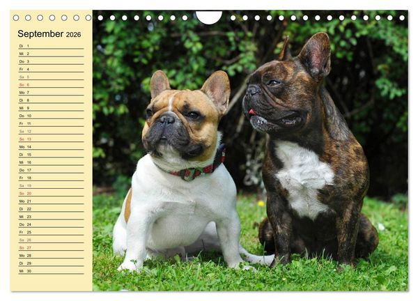 Produktbild: Franz&ouml;sische Bulldogge - Clown auf 4 Pfoten (Wandkalender 2026 DIN A4 quer), CALVENDO Monatskalender