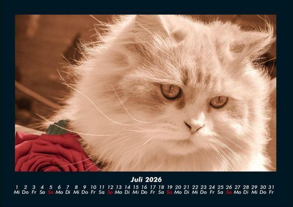 Produktbild: F&uuml;r Katzenfreunde 2026 Fotokalender DIN A4