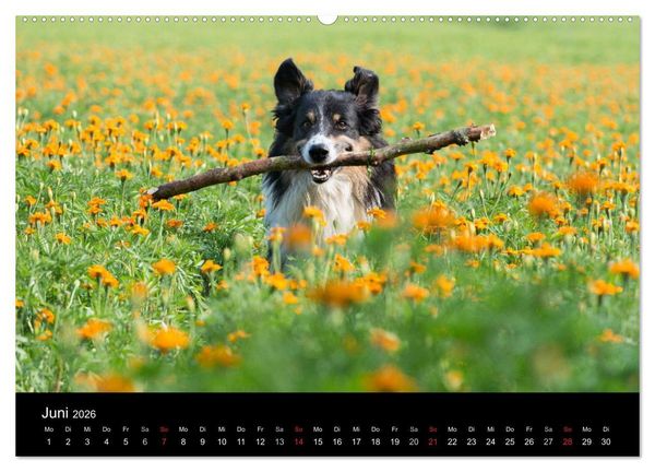 Produktbild: Border Collies (hochwertiger Premium Wandkalender 2026 DIN A2 quer), Kunstdruck in Hochglanz