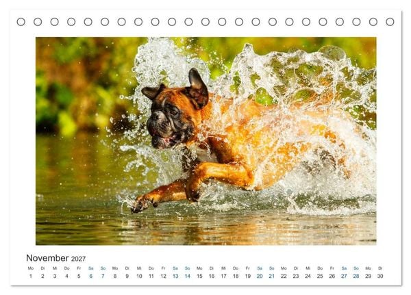 Produktbild: Deutscher Boxer - Boxer im Wasser 2027 (Tischkalender 2027 DIN A5 quer), CALVENDO Monatskalender