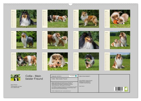 Produktbild: Collie - Mein bester Freund (Wandkalender 2026 DIN A2 quer), CALVENDO Monatskalender