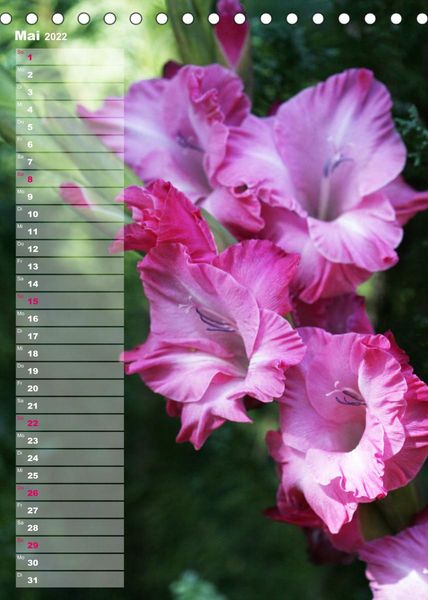 Produktbild: Gladiolenpracht (Tischkalender 2022 DIN A5 hoch)