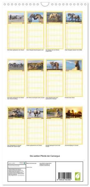 Produktbild: Familienplaner 2026 - Die wei&szlig;en Pferde der Camargue mit 5 Spalten (Wandkalender, 21 x 45 cm) CALVENDO