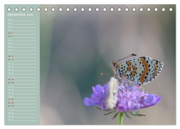 Produktbild: Merveilleux papillons (Calendrier de bureau 2026 DIN A5 vertical), CALVENDO calendrier mensuel