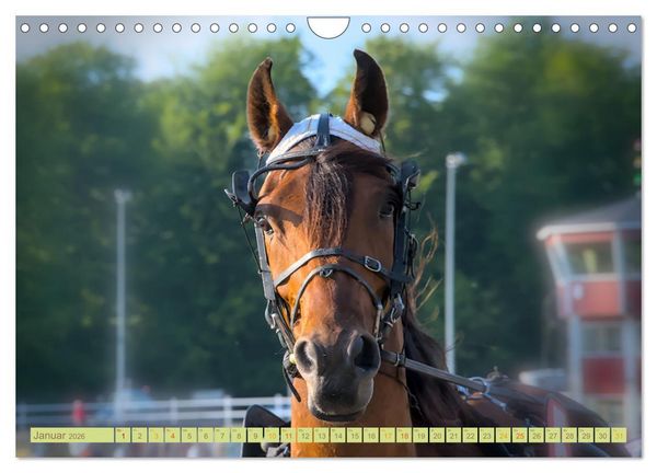 Produktbild: Rennpferde - Gesichter erz&auml;hlen (Wandkalender 2026 DIN A4 quer), CALVENDO Monatskalender