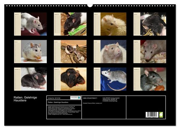 Produktbild: Ratten. Gelehrige Haustiere (Wandkalender 2026 DIN A2 quer), CALVENDO Monatskalender