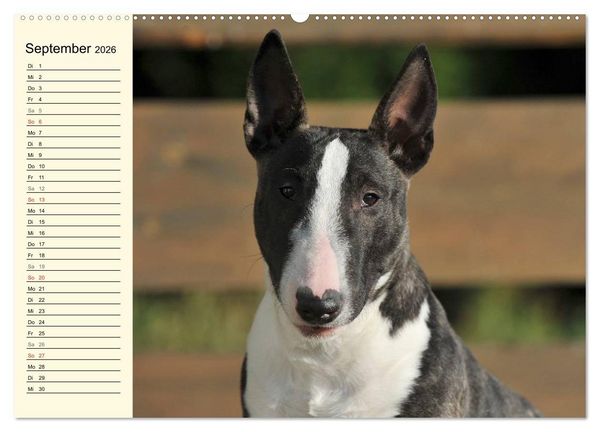 Produktbild: Bullterrier (hochwertiger Premium Wandkalender 2026 DIN A2 quer), Kunstdruck in Hochglanz