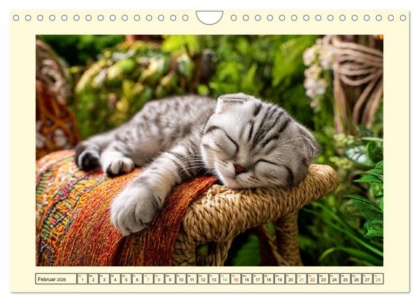 Produktbild: Scottish Fold. Zauberhafte Faltohrkatzen im Garten (Wandkalender 2026 DIN A4 quer), CALVENDO Monatskalender