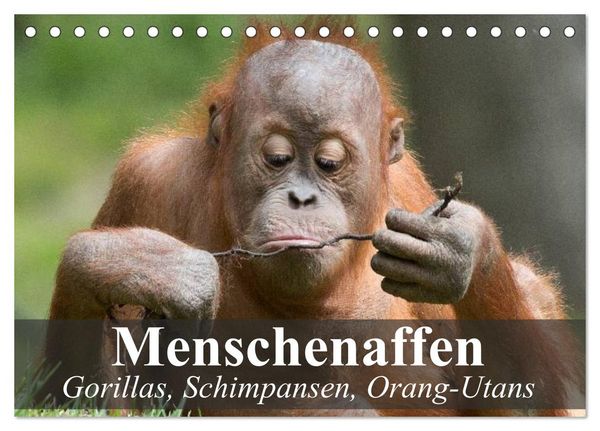 Produktbild: Menschenaffen. Gorillas, Schimpansen, Orang-Utans (Tischkalender 2026 DIN A5 quer), CALVENDO Monatskalender